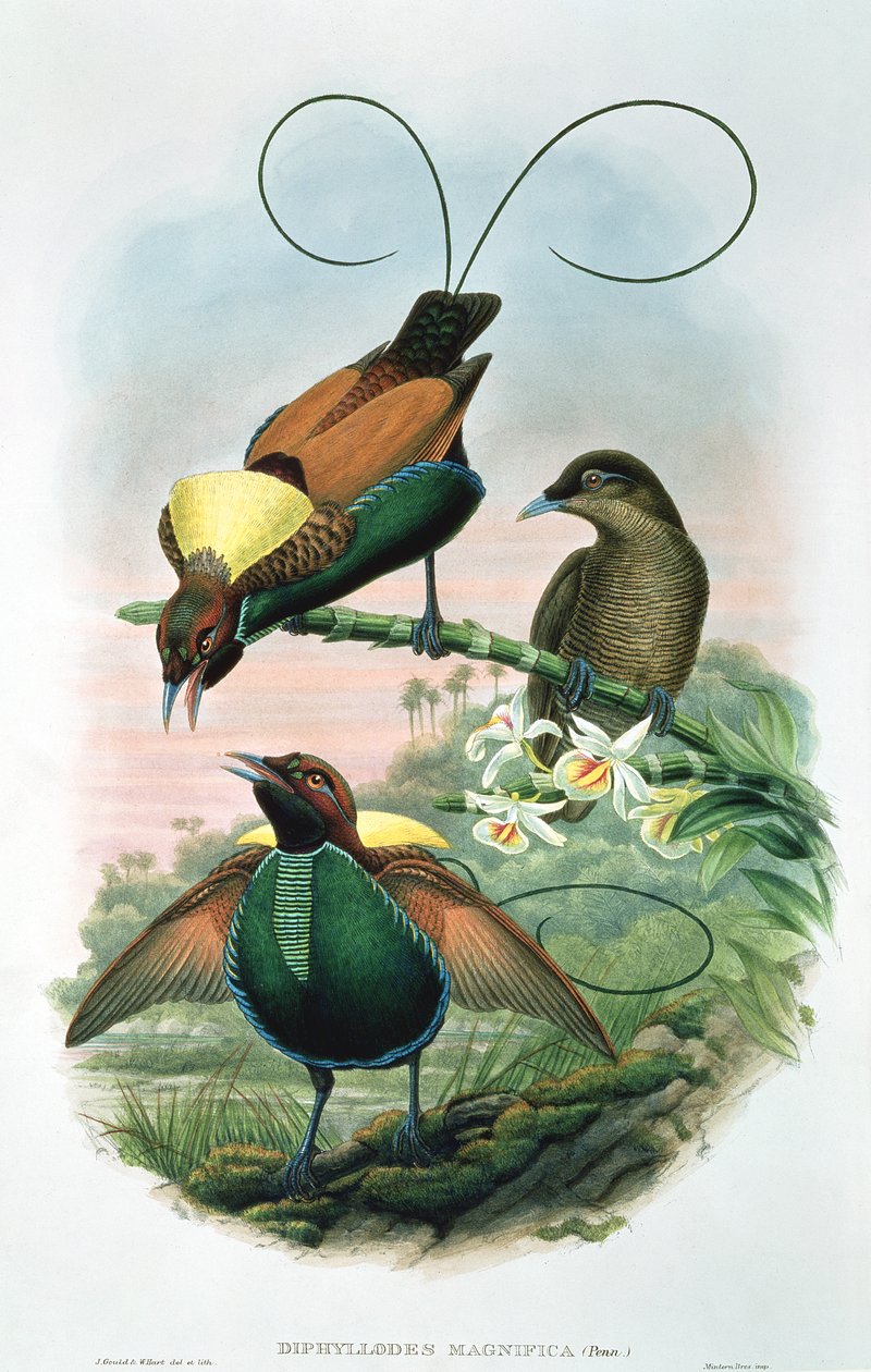 Diphyllodes Magnificus by John and Hart, William Gould