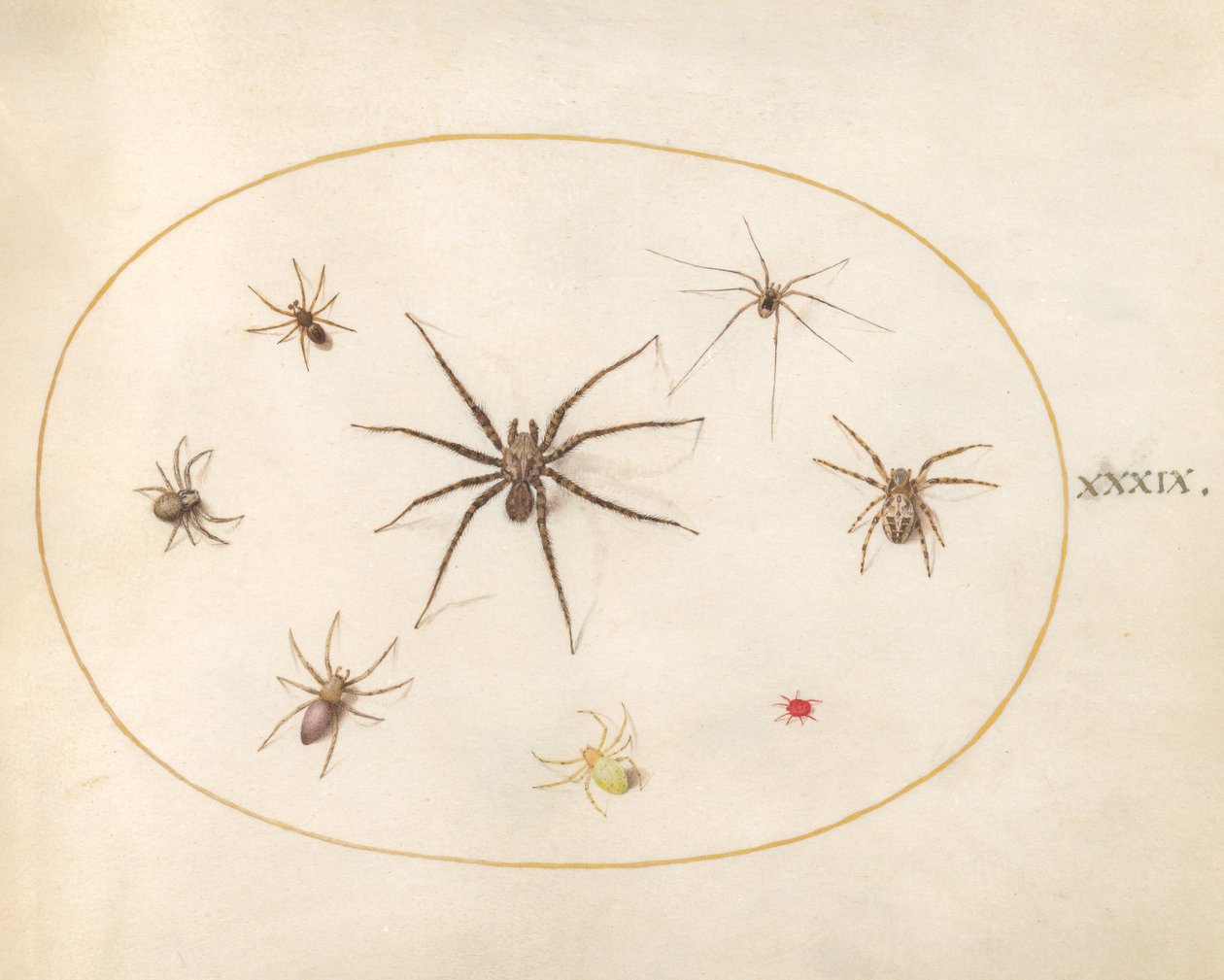 Eight Spiders (Plate 39) by Joris Hoefnagel