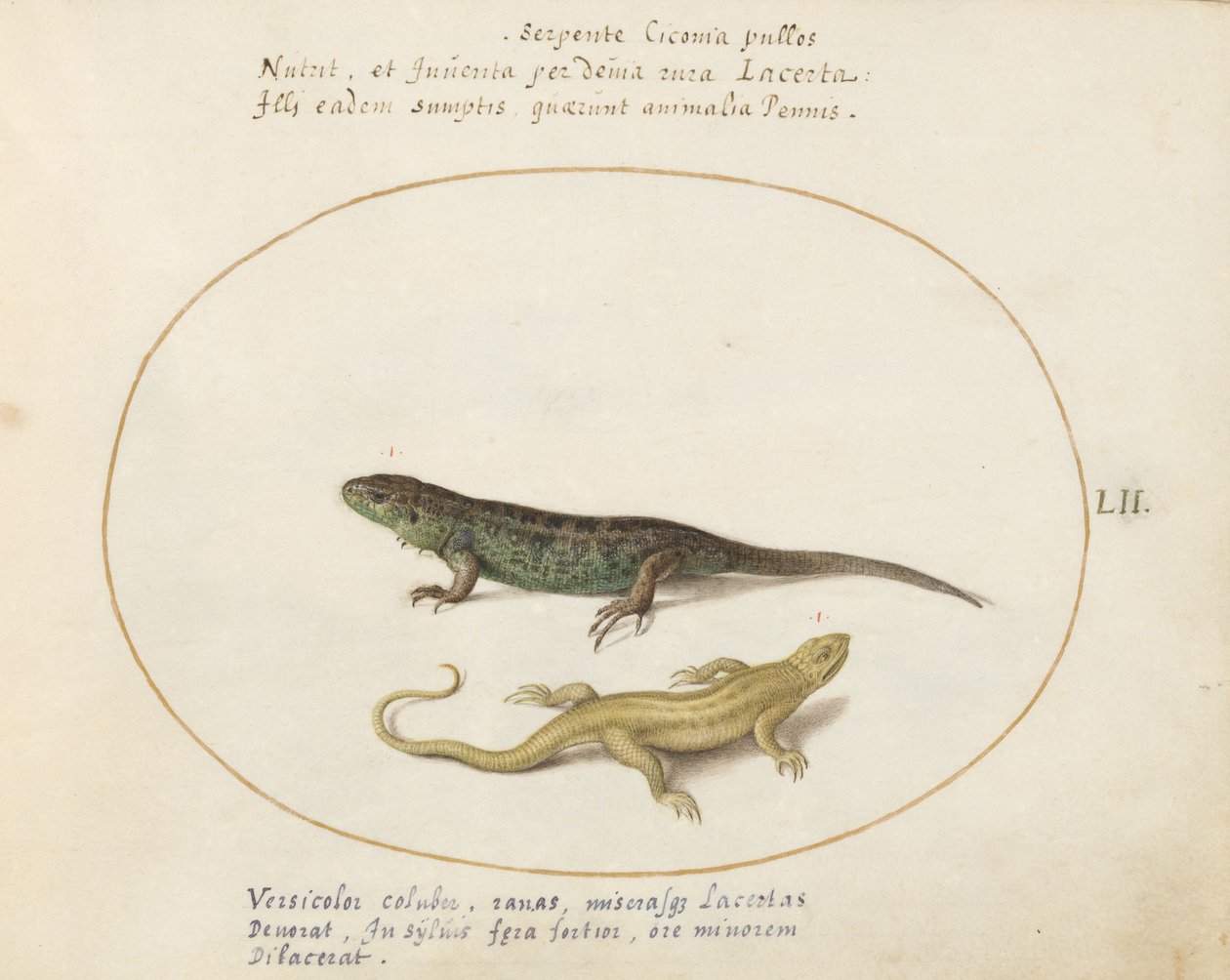 Plate 52: Two Lizards by Joris Hoefnagel