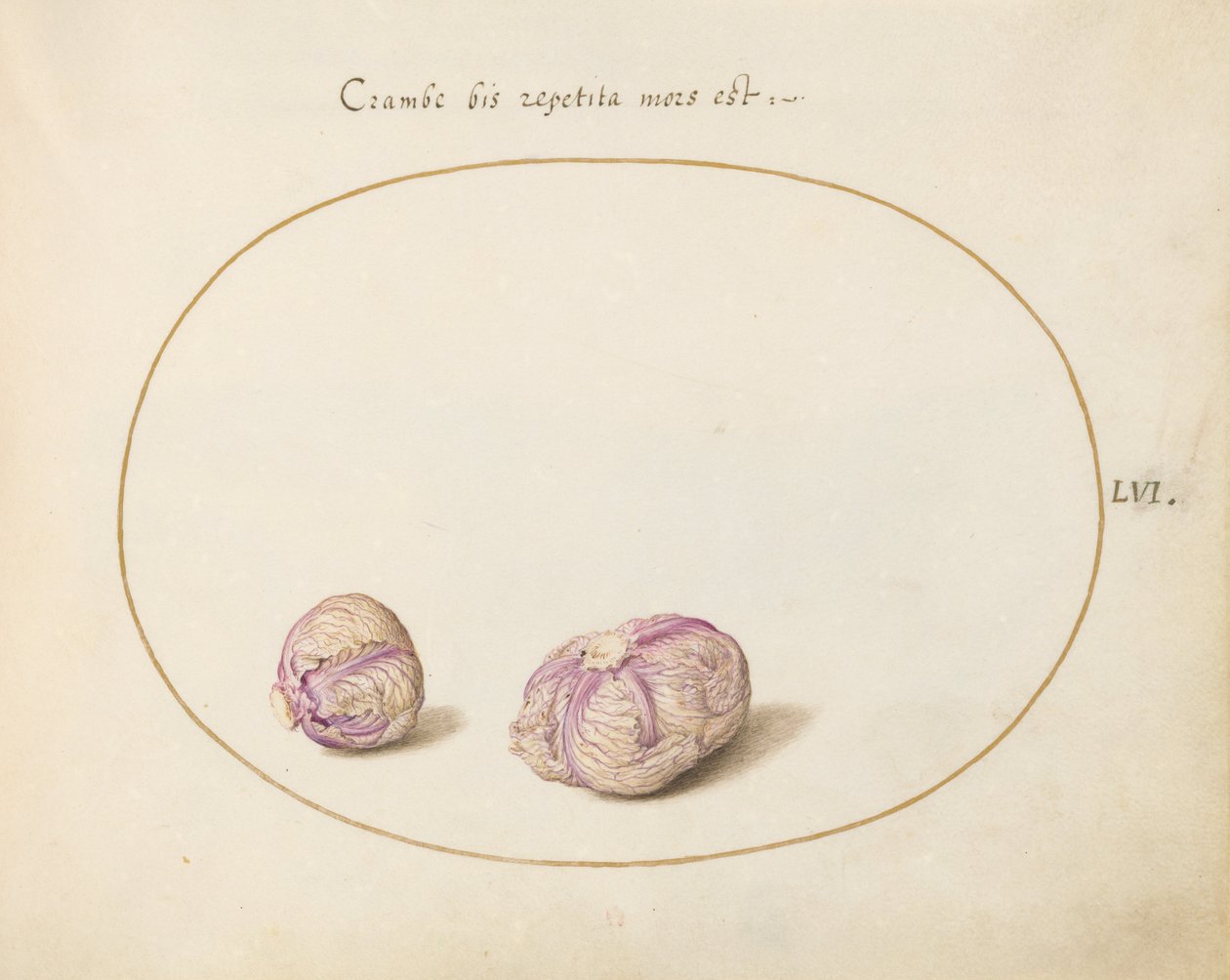 Plate 56: Two Heads of Cabbage by Joris Hoefnagel