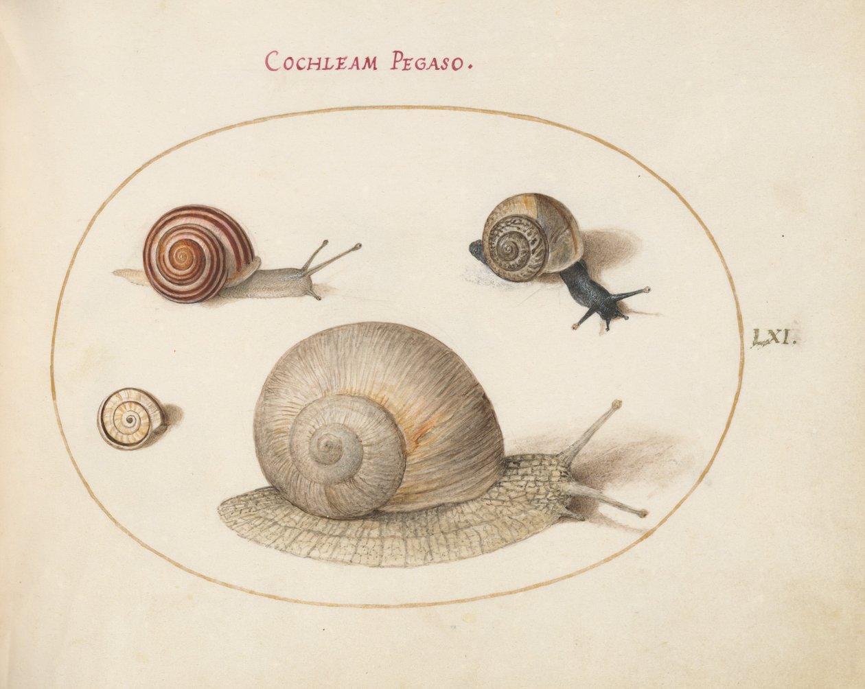 Plate 61: Four Snails by Joris Hoefnagel