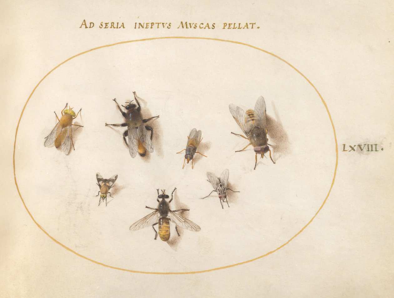 Plate 68: Seven Bees and Flies by Joris Hoefnagel