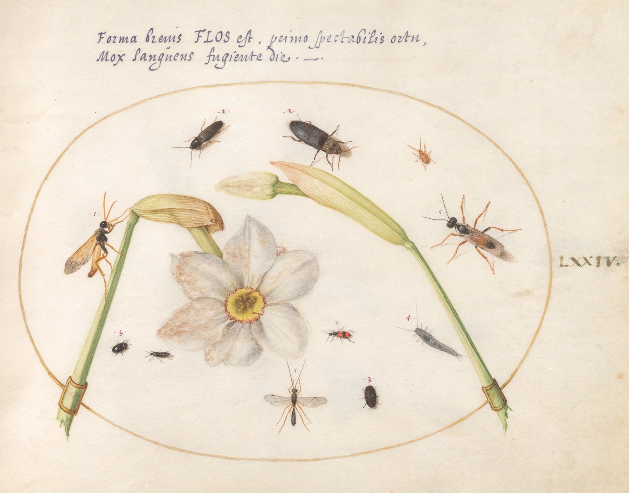 Plate 74: Insects with White Daffodils by Joris Hoefnagel