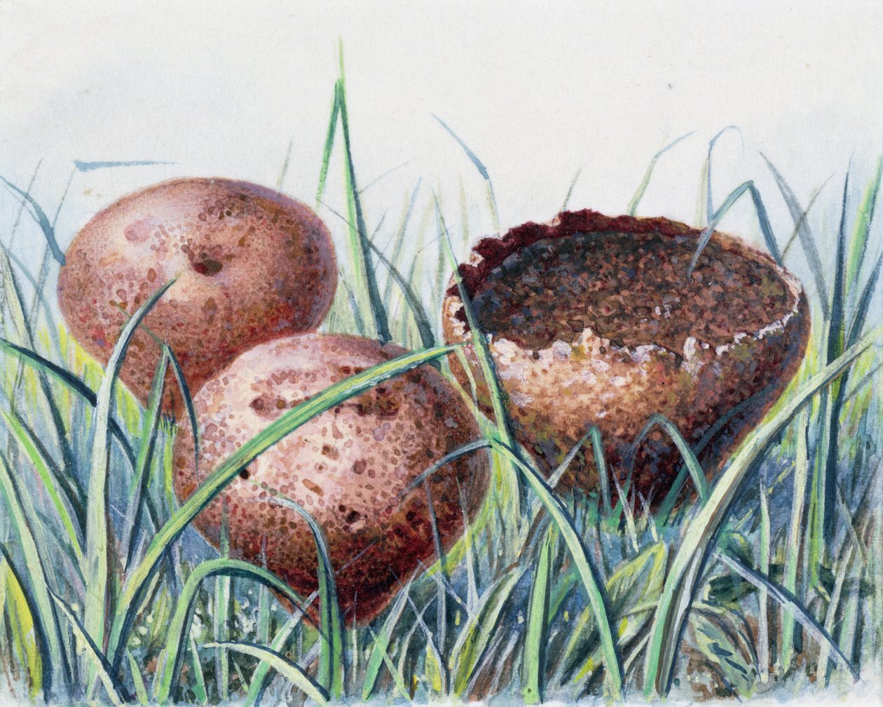 Study of Fungus by Josef Fleischmann