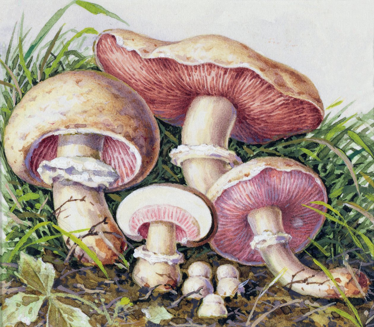 Study of Fungus by Josef Fleischmann