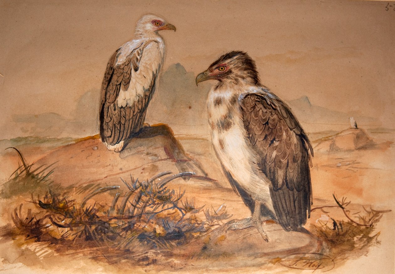 Angola Vulture (Gypohierax angolensis) by Joseph Wolf