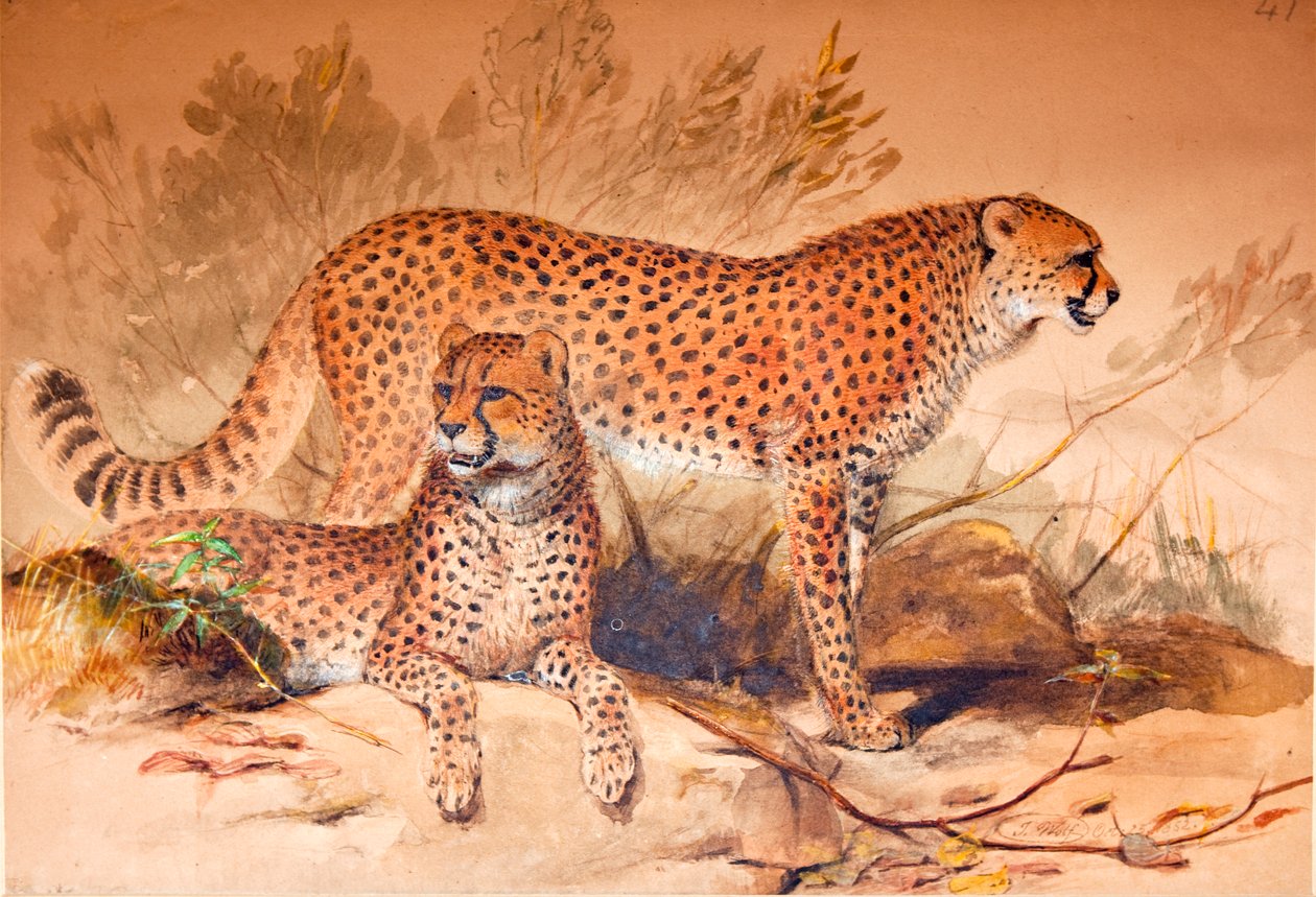 Cheetah by Joseph Wolf