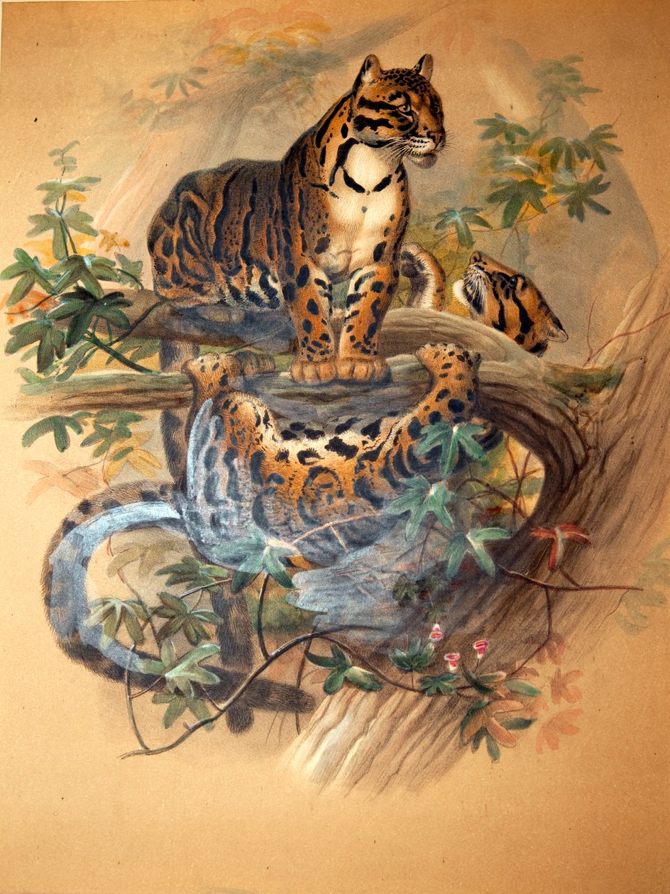 Clouded Leopard by Joseph Wolf