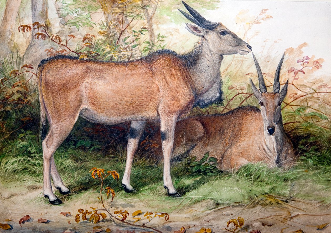 Elands, c.1850 by Joseph Wolf