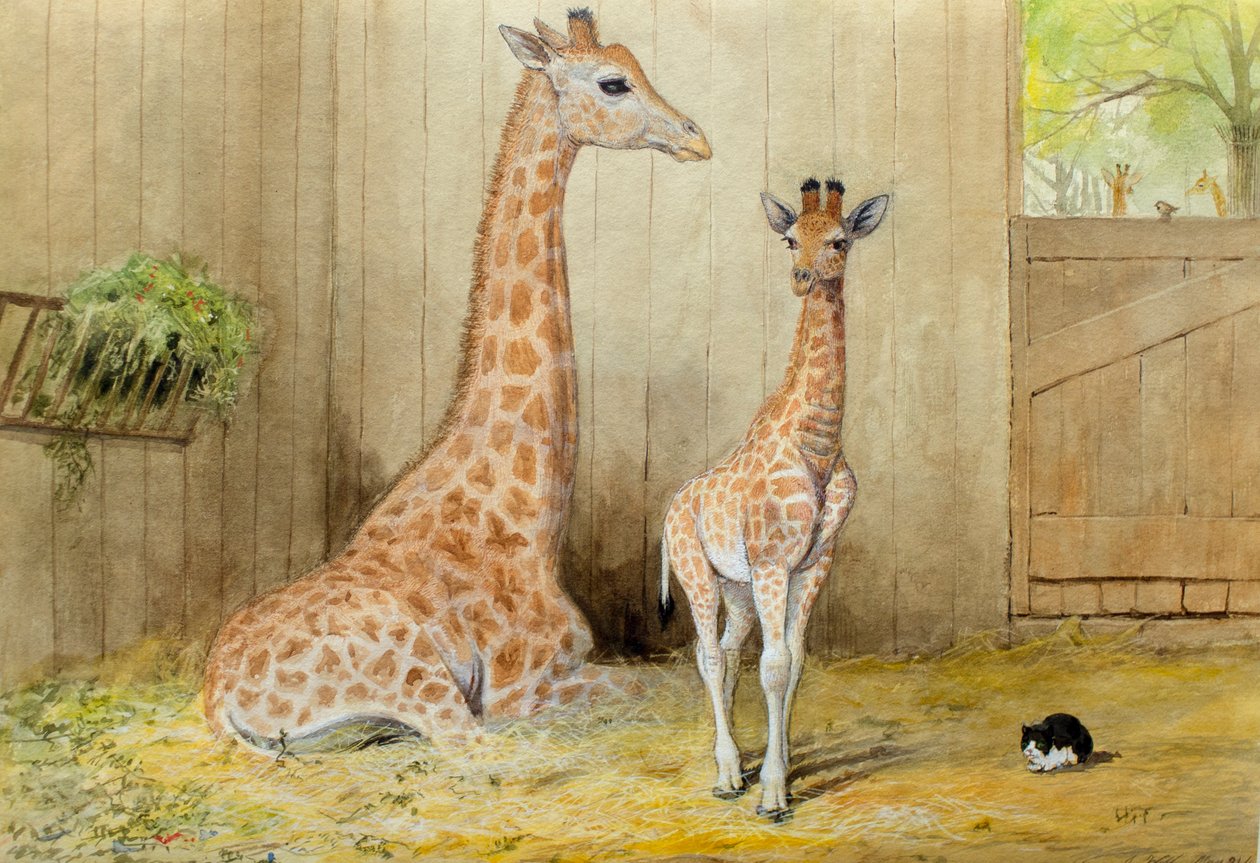 Giraffe and Young by Joseph Wolf