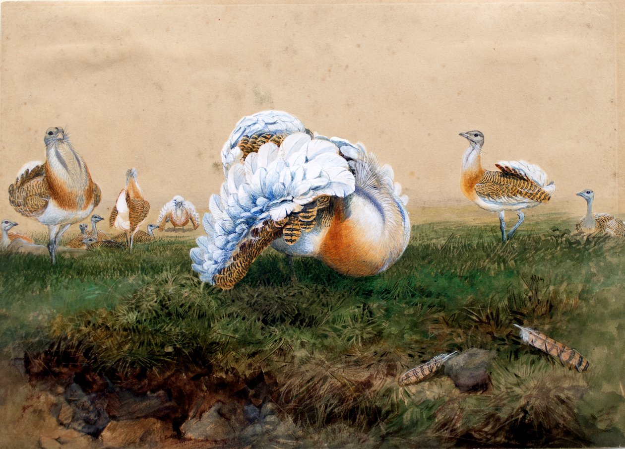Great Bustards by Joseph Wolf