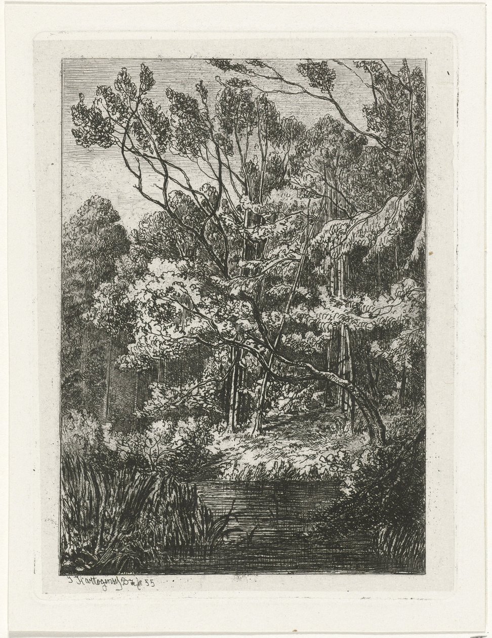 Forest View by Joseph Hartogensis