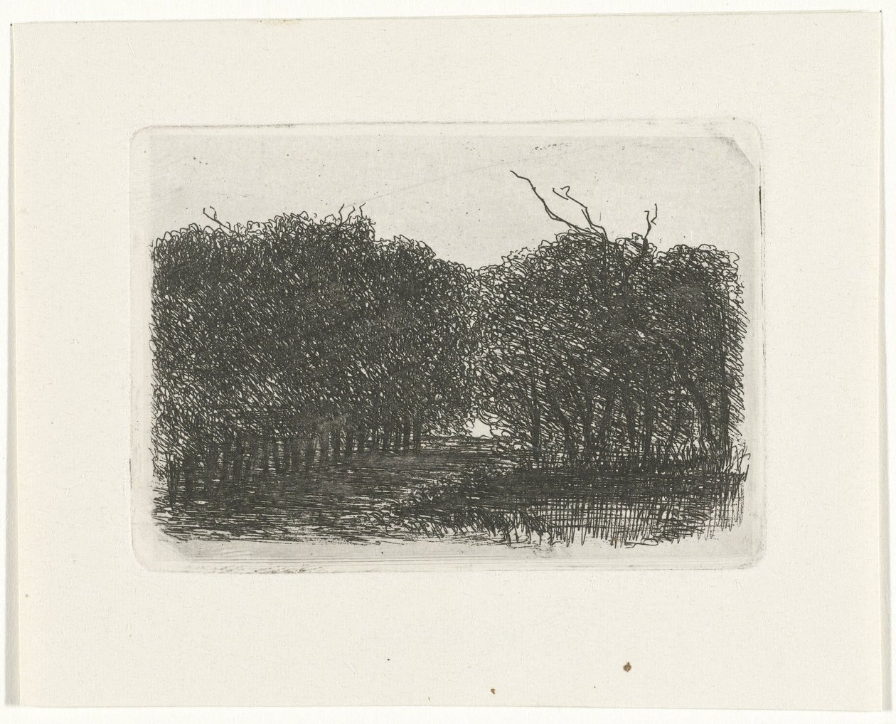 Forest View by Joseph Hartogensis