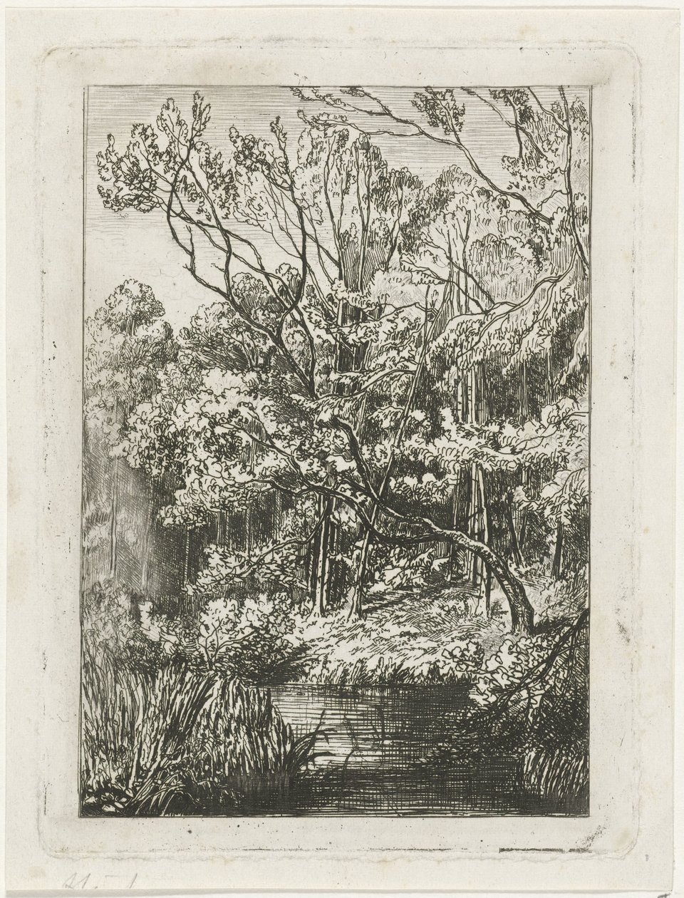 Forest View by Joseph Hartogensis