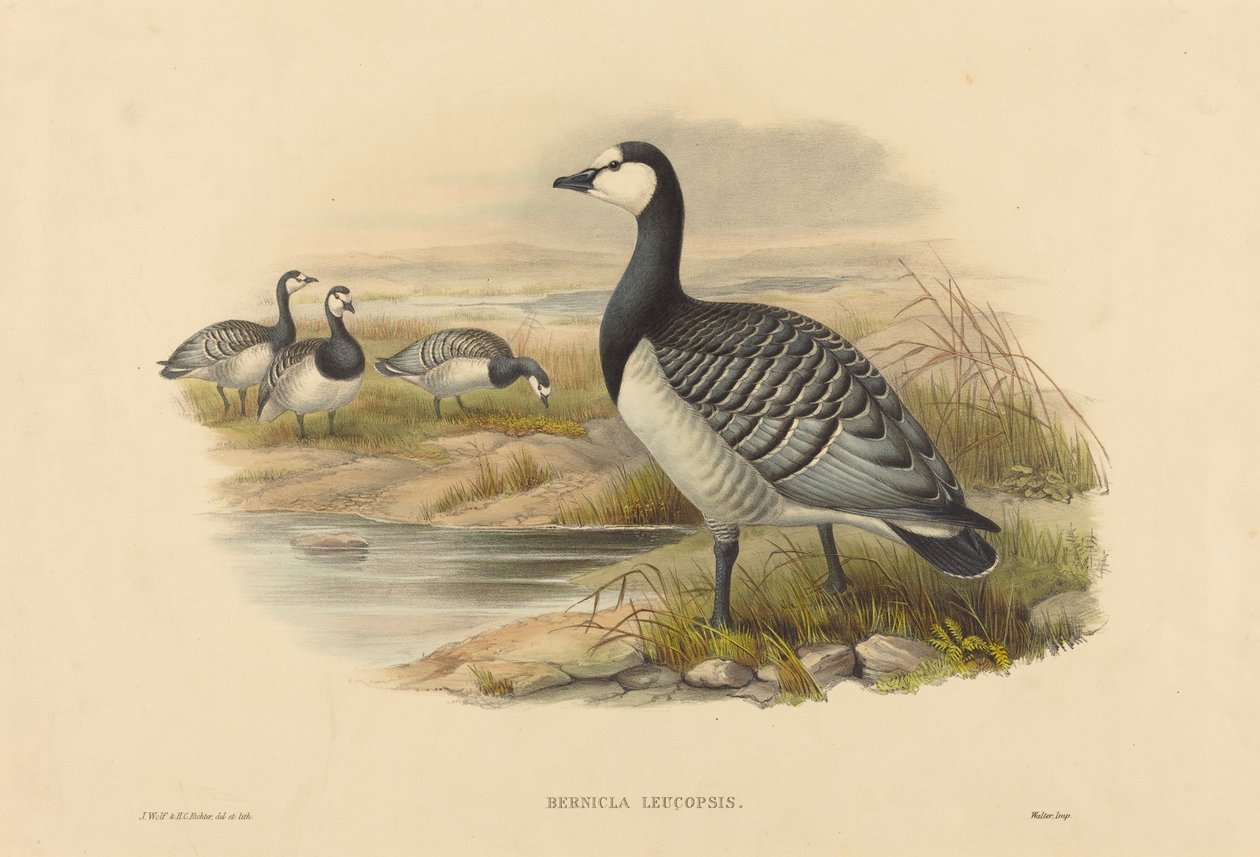 Barnacle Goose (Bernicla Leucopsis) by Joseph Wolf and H.C. Richter