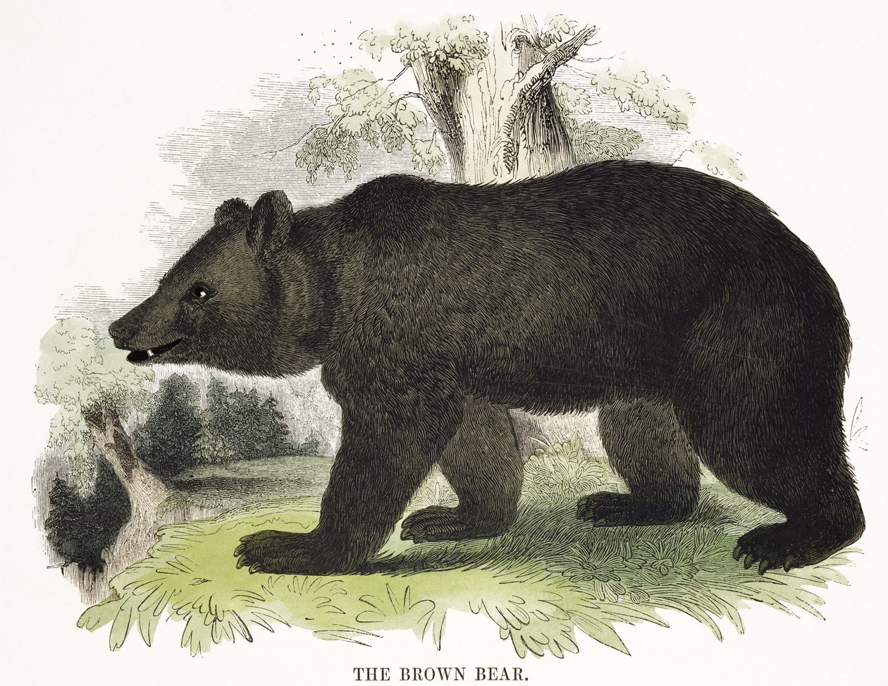 The Brown Bear, educational illustration pub. by the Society for Promoting Christian Knowledge by Josiah Wood Whymper