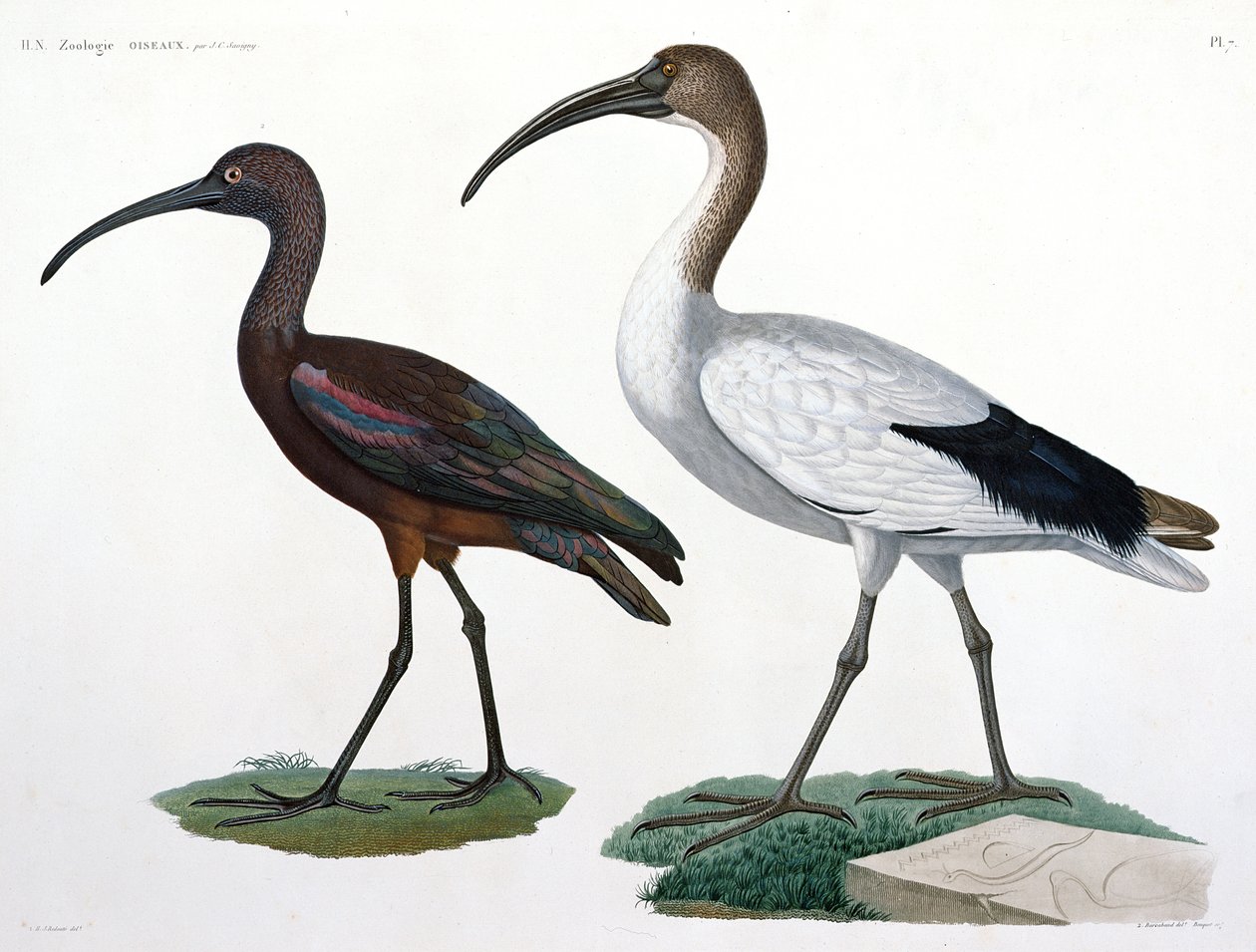 Ibises by Jules Cesar Savigny