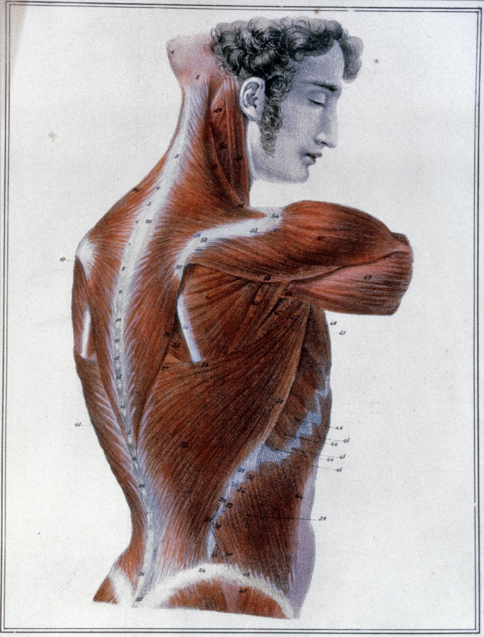 Back Muscles by Jules Germain Cloquet