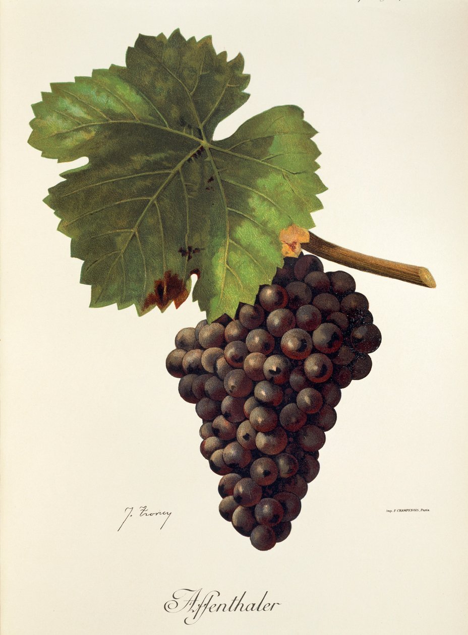 Affenthaler Grape by Jules Troncy