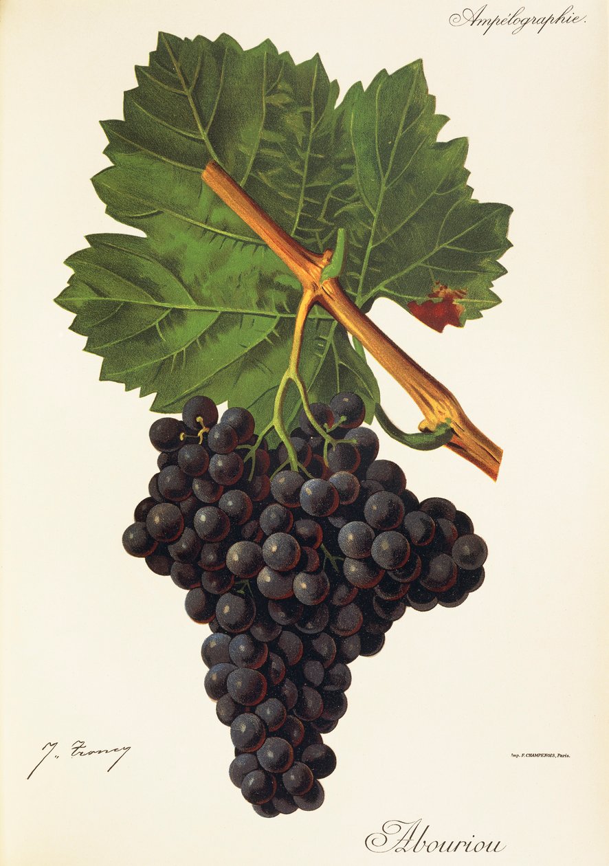 Albourion grape by Jules Troncy