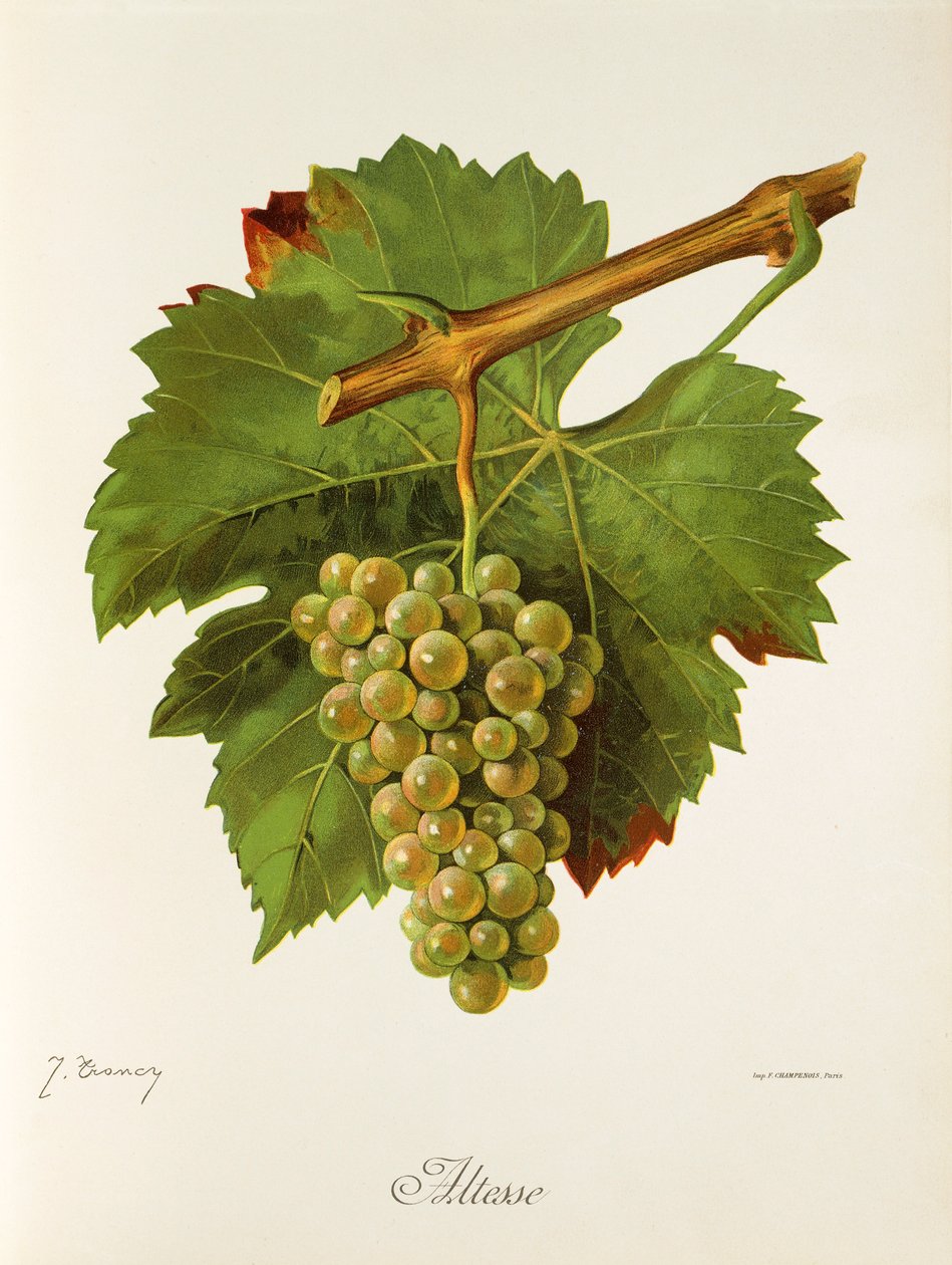 Altesse grape by Jules Troncy