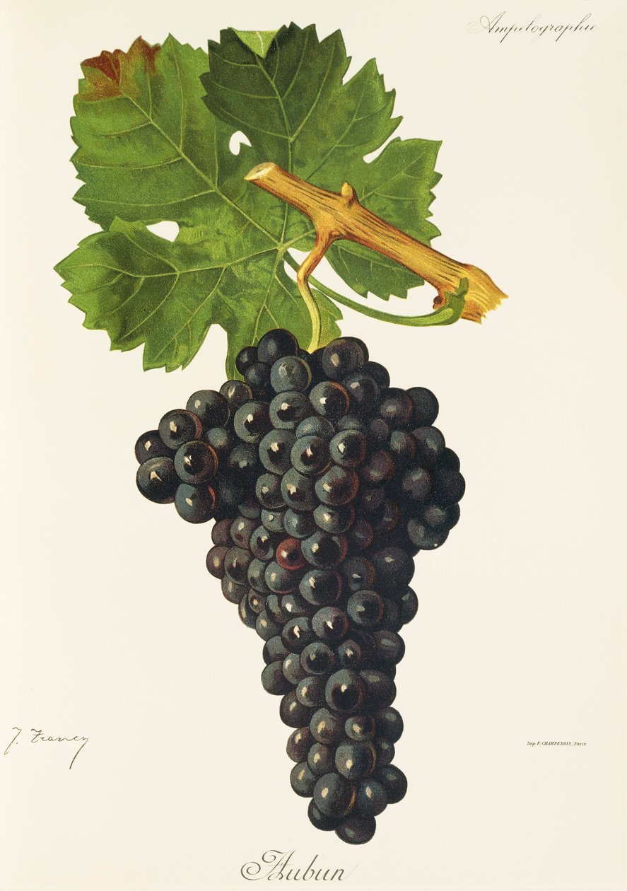 Aubun grape by Jules Troncy