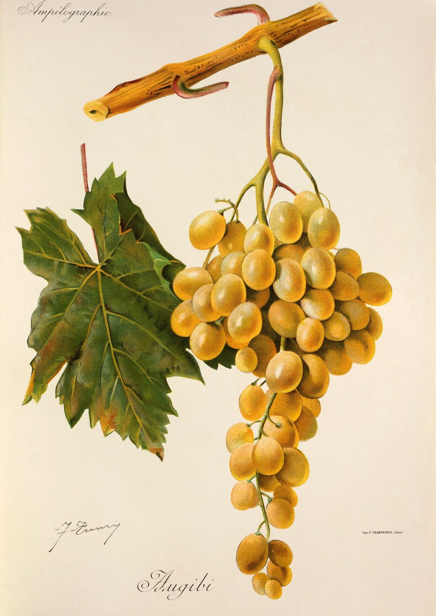 Augibi grape by Jules Troncy