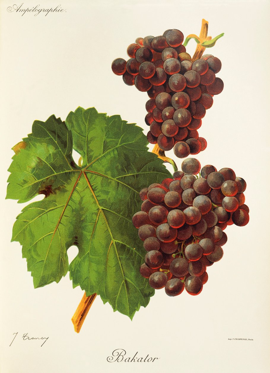 Bakator grape by Jules Troncy