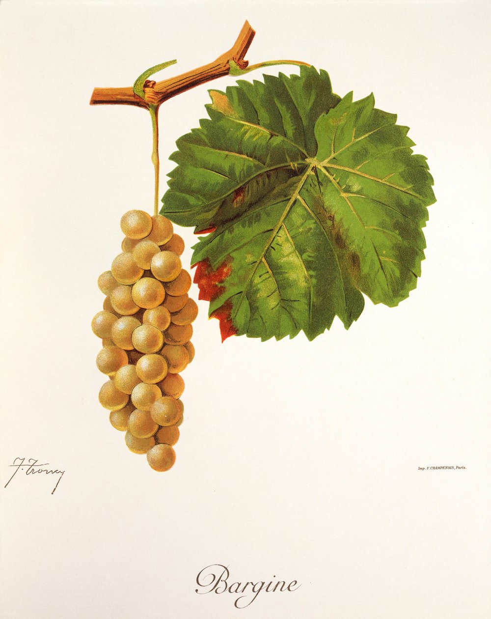 Bargine grape by Jules Troncy
