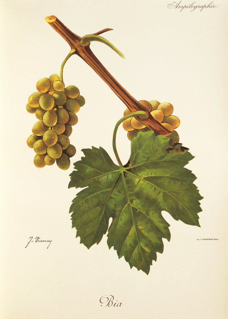 Bia grape by Jules Troncy