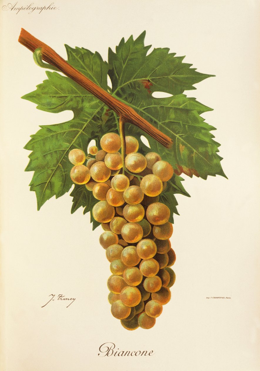 Biancone grape by Jules Troncy