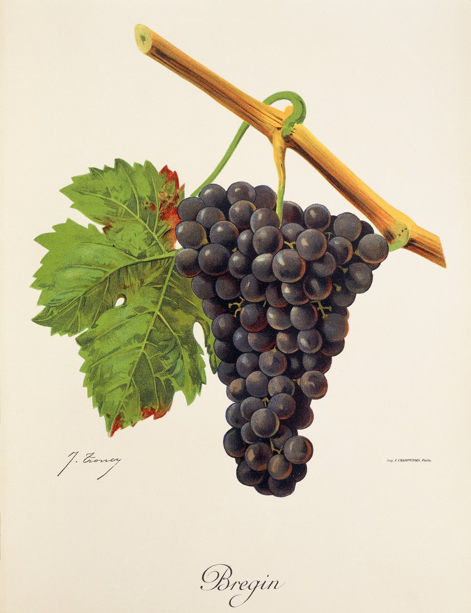 Bregin grape by Jules Troncy