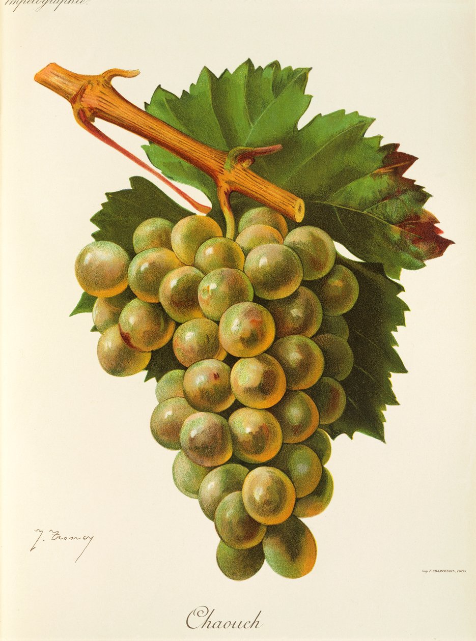 Chaouch grape by Jules Troncy