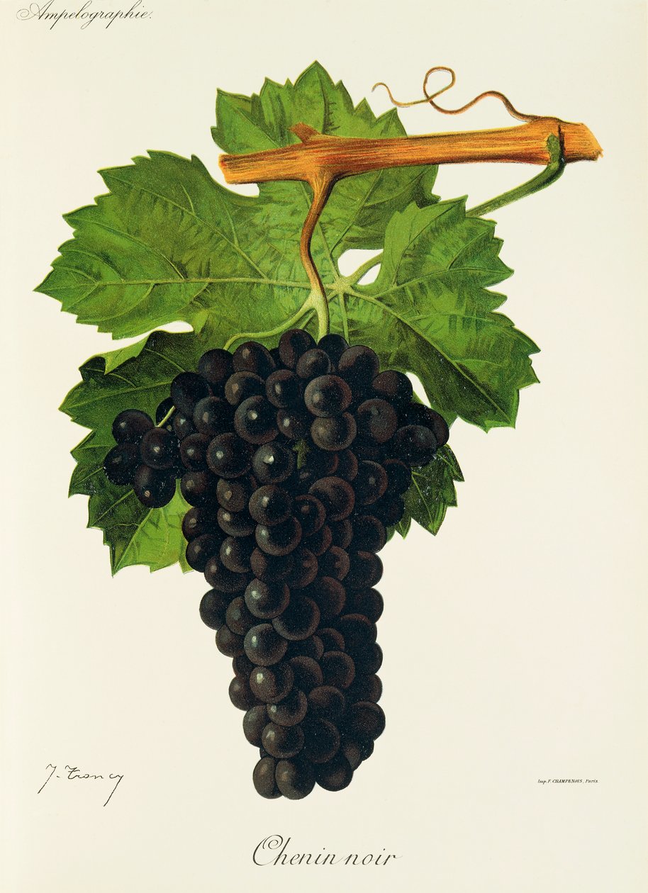 Chenin Noir grape by Jules Troncy