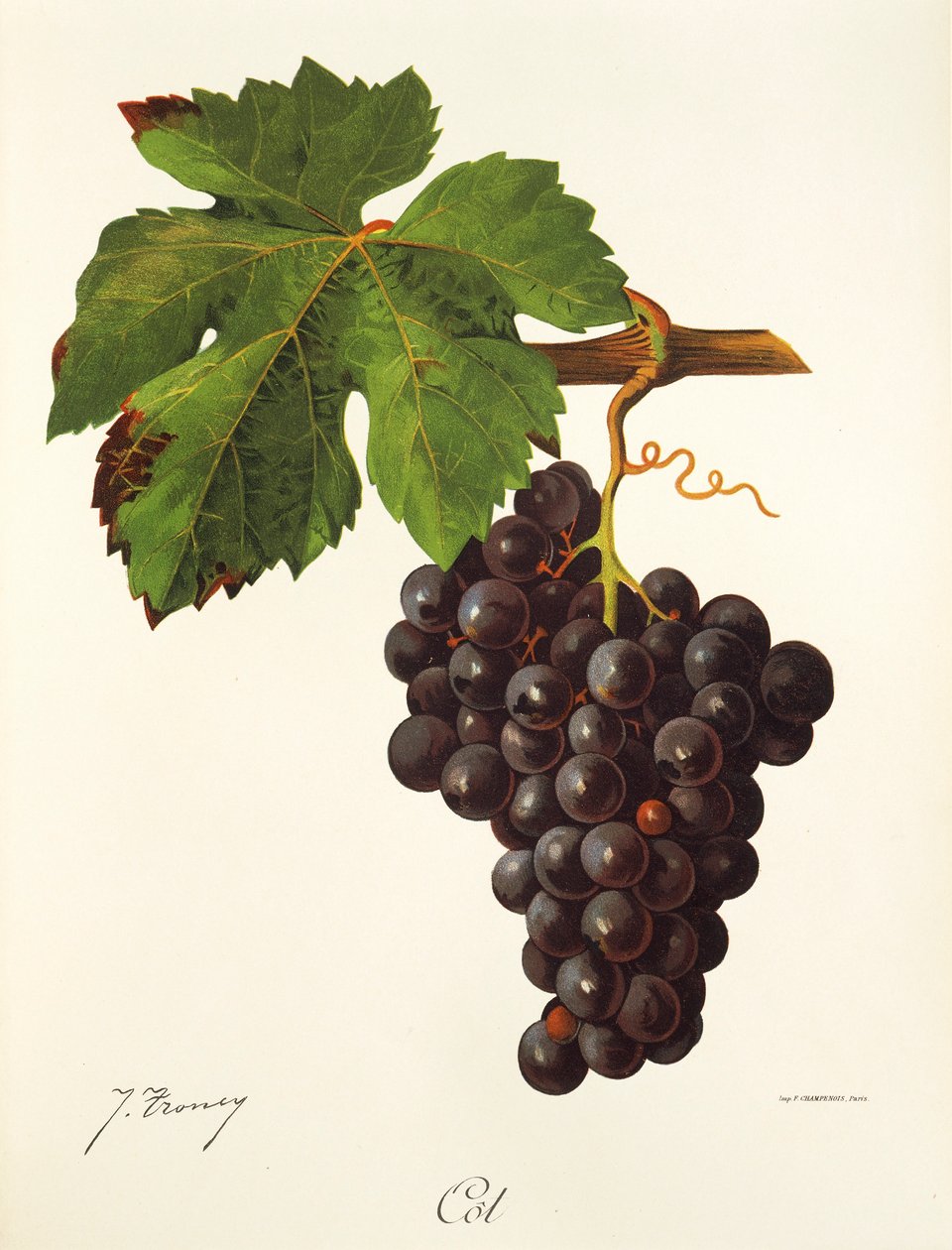 Cot grape by Jules Troncy