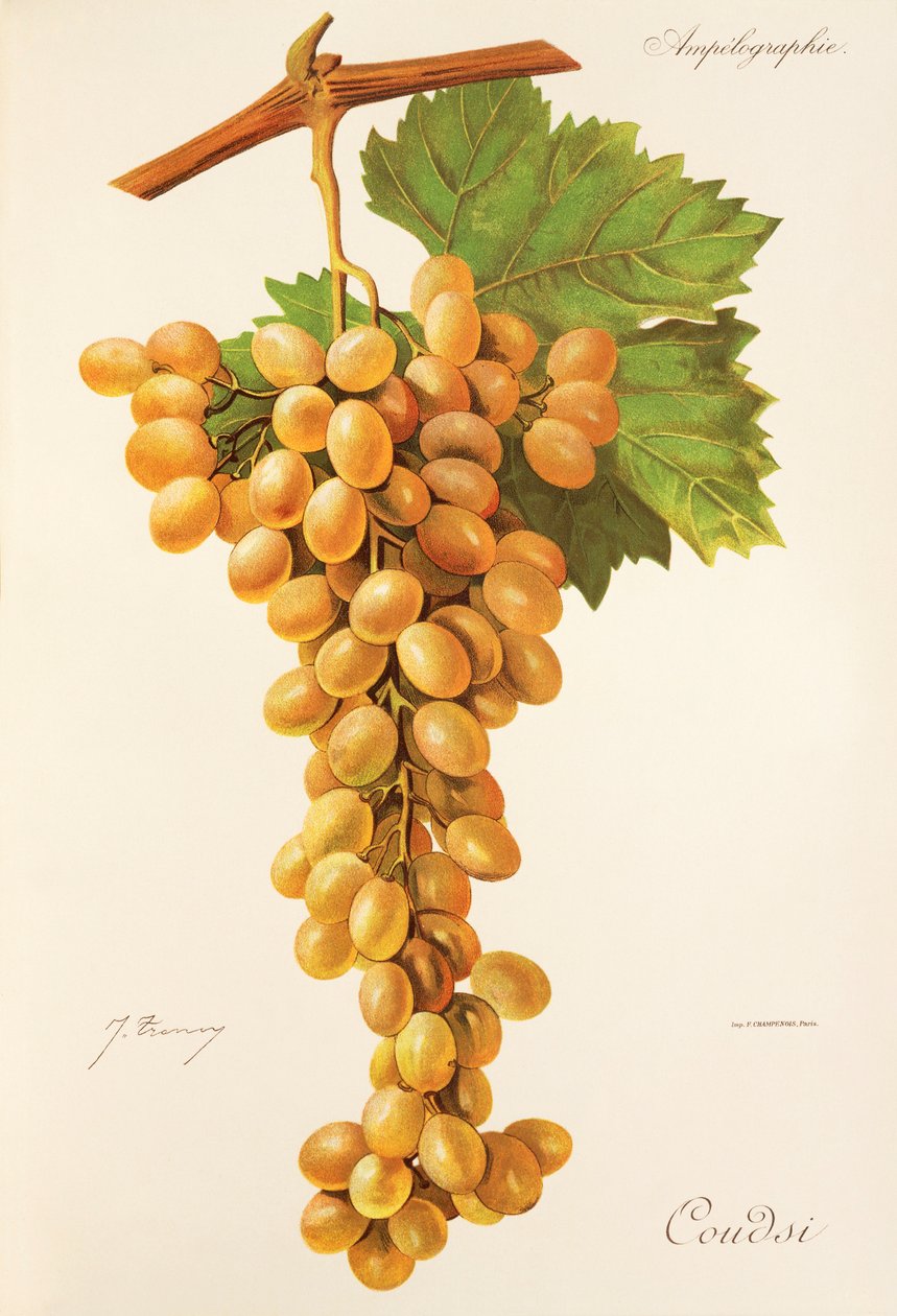 Coudsi grape by Jules Troncy