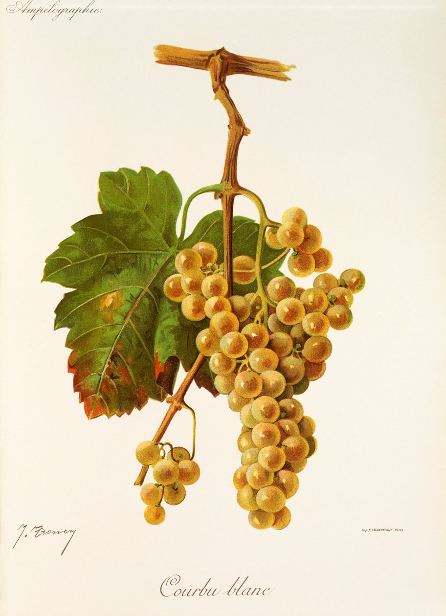 Courbu Blanc grape by Jules Troncy