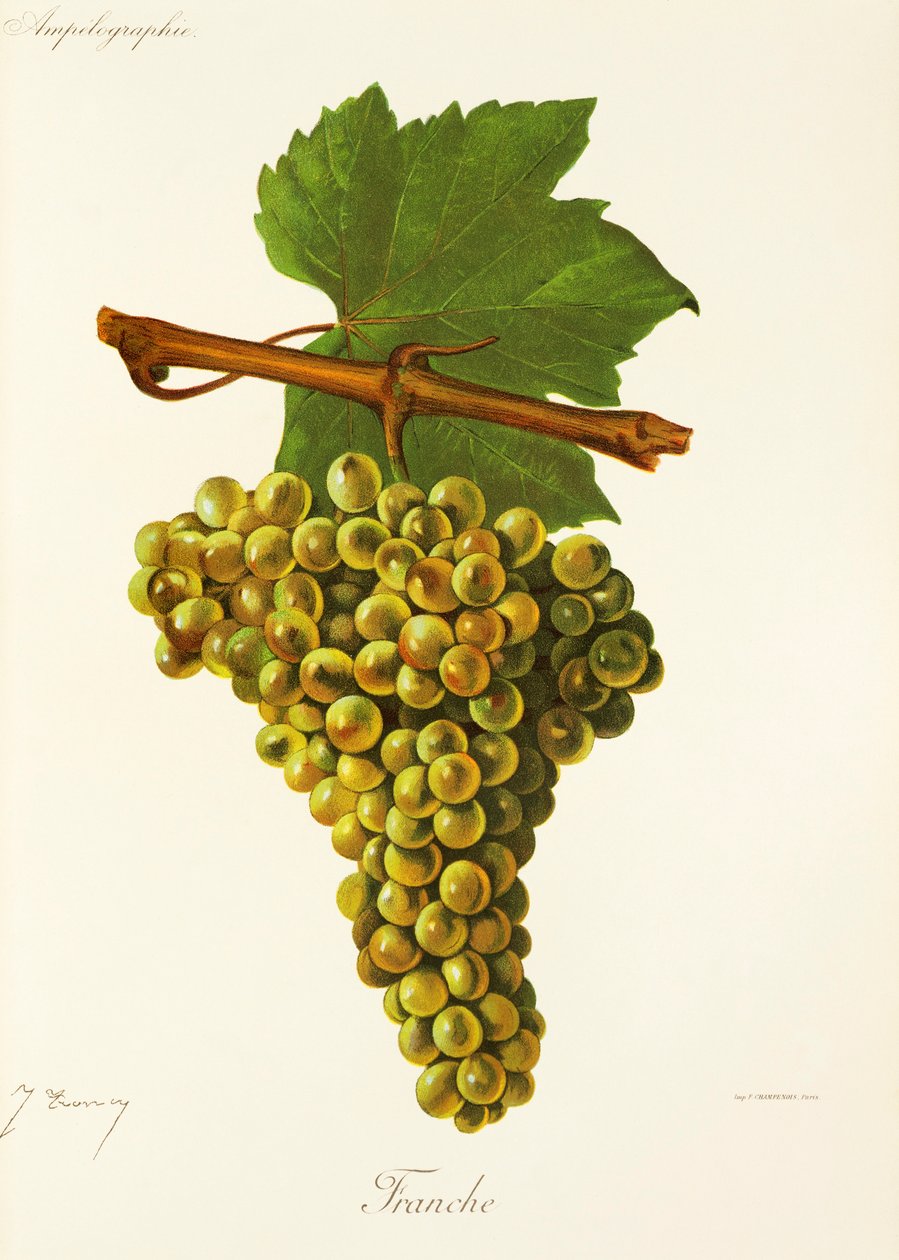 Franche grape by Jules Troncy