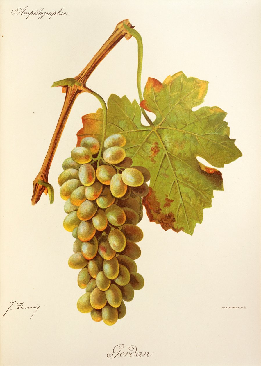 Gordan grape by Jules Troncy