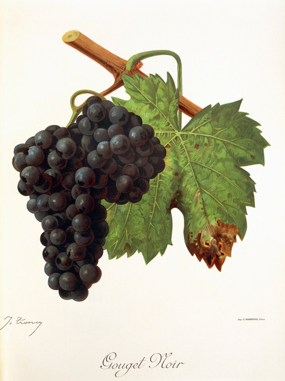 Gouget Noir grape by Jules Troncy