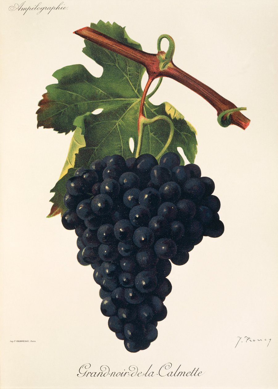 Grand-Noir-de-la-Calmette grape by Jules Troncy
