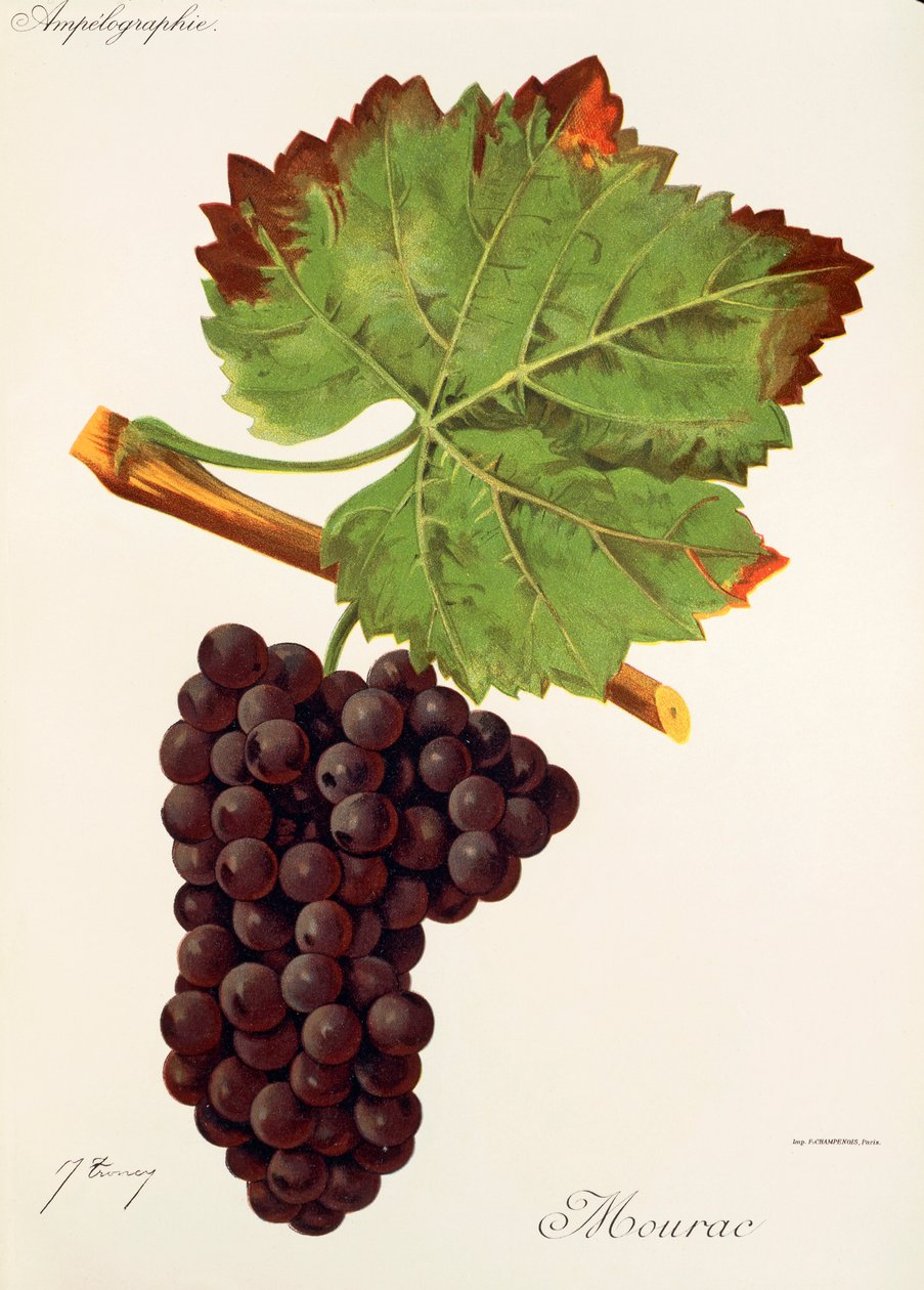 Mourac grape by Jules Troncy