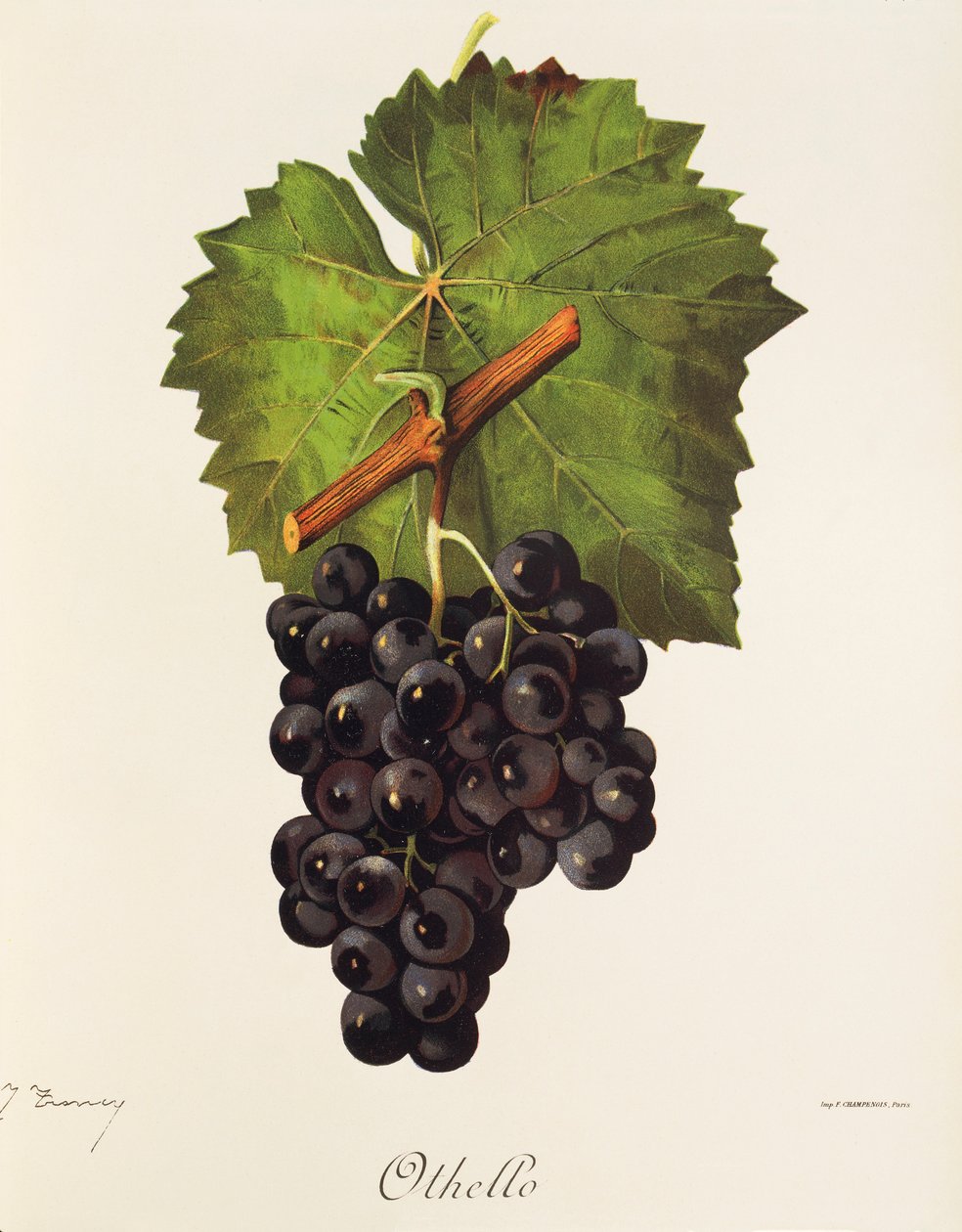 Othello grape by Jules Troncy