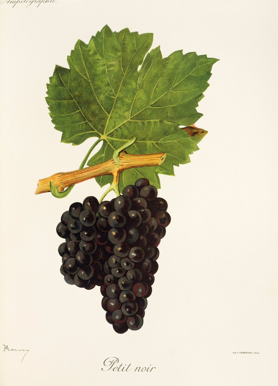 Petit Noir grape by Jules Troncy
