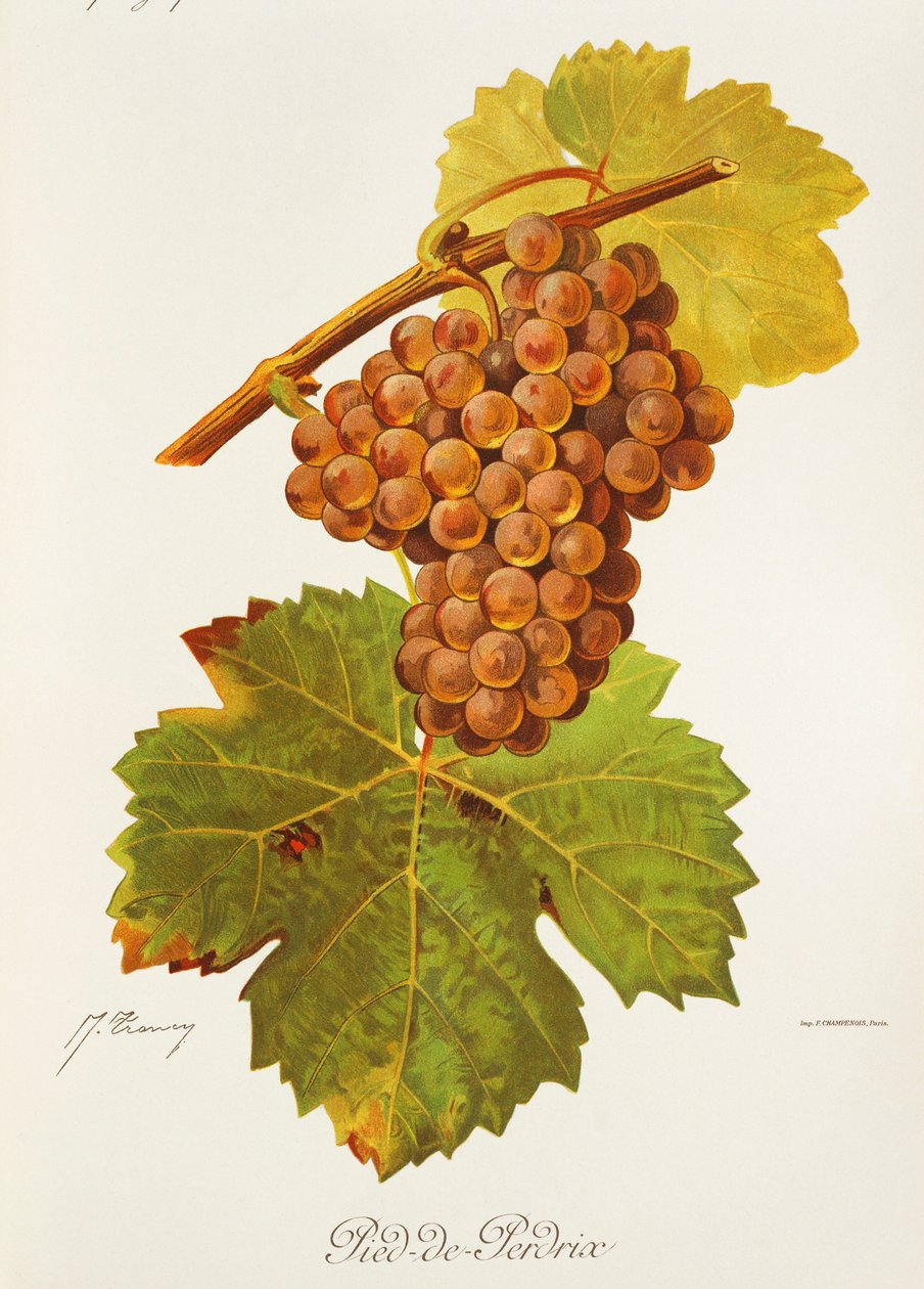 Pied-de-Perdrix grape by Jules Troncy