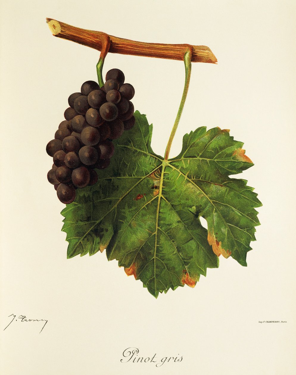 Pinot Gris grape by Jules Troncy