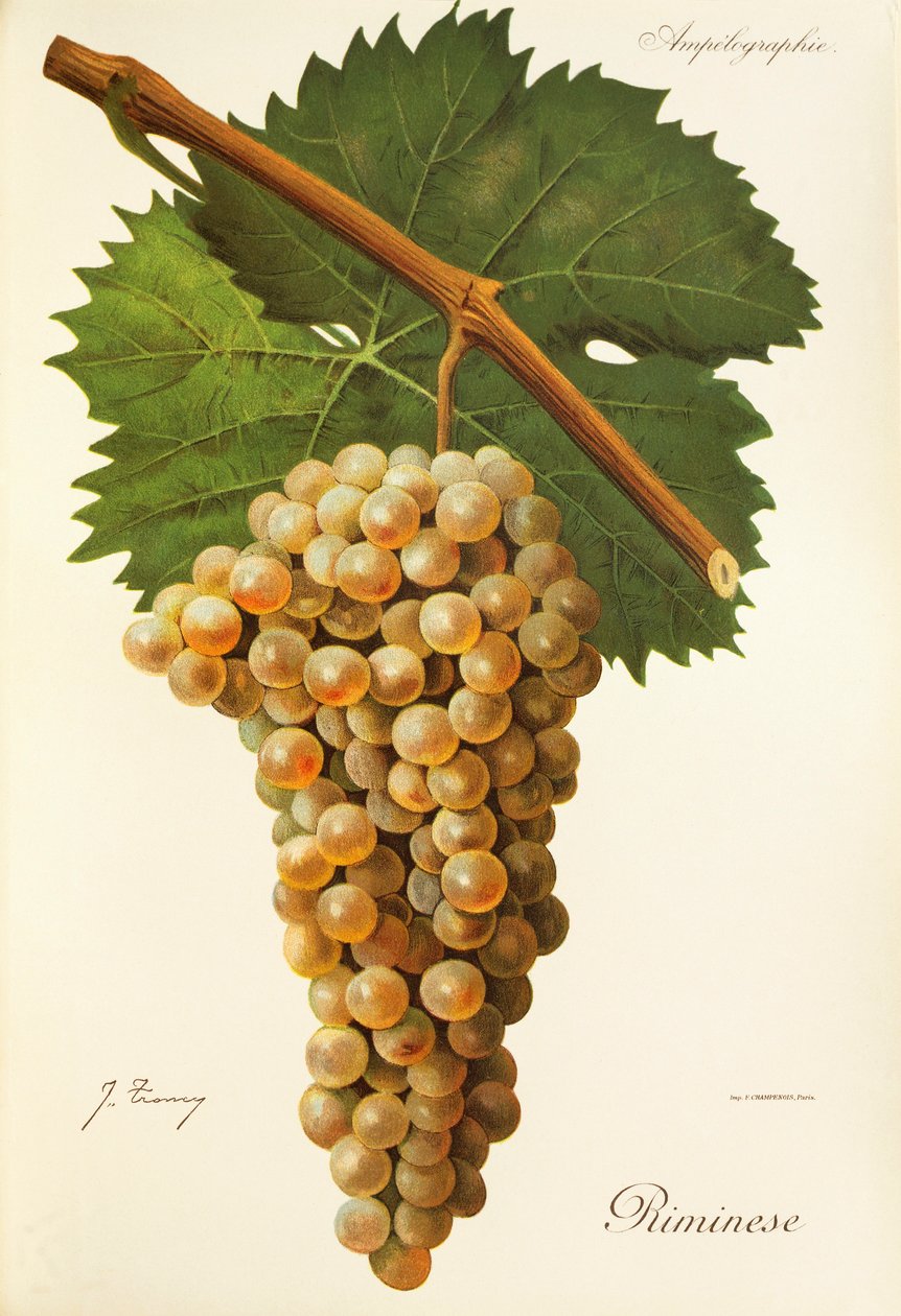 Riminese grape by Jules Troncy
