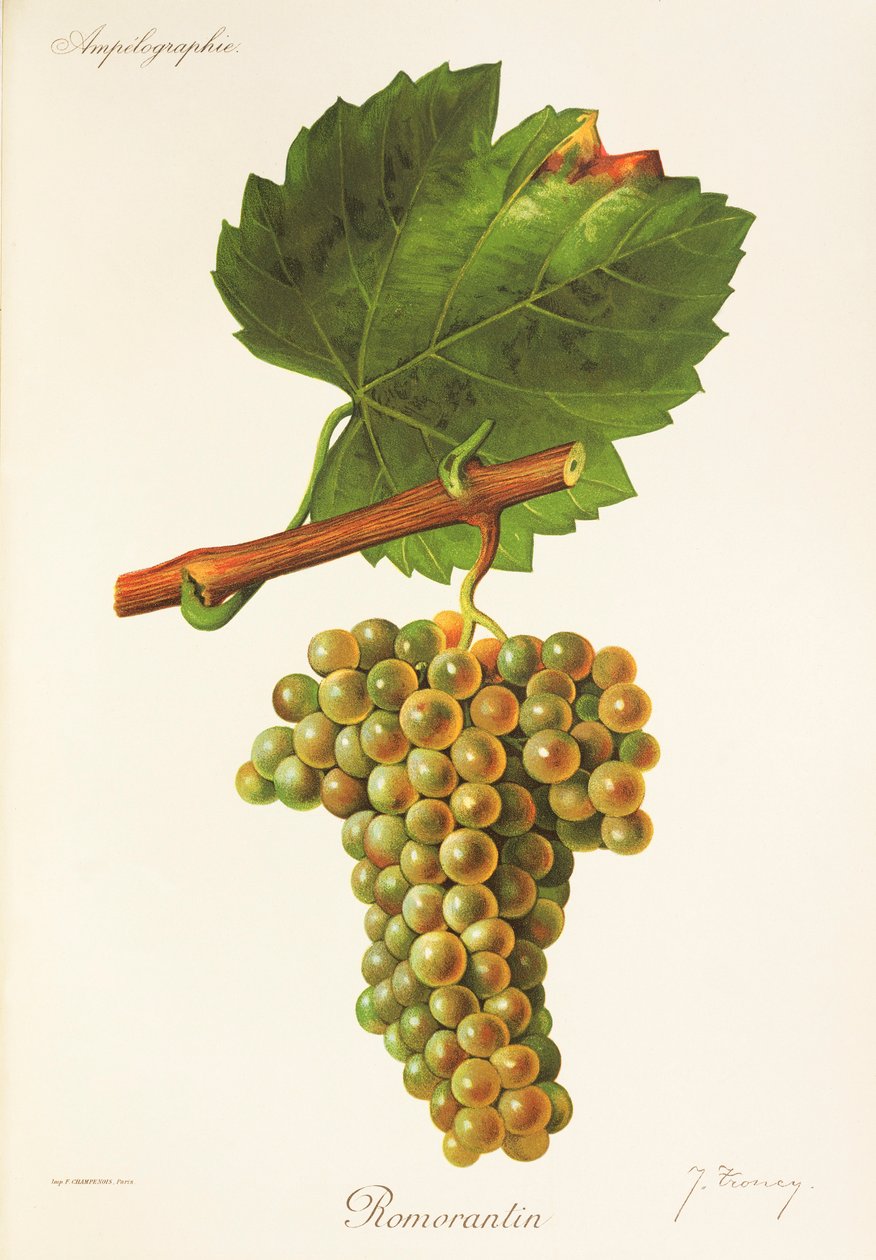 Romorantin grape by Jules Troncy