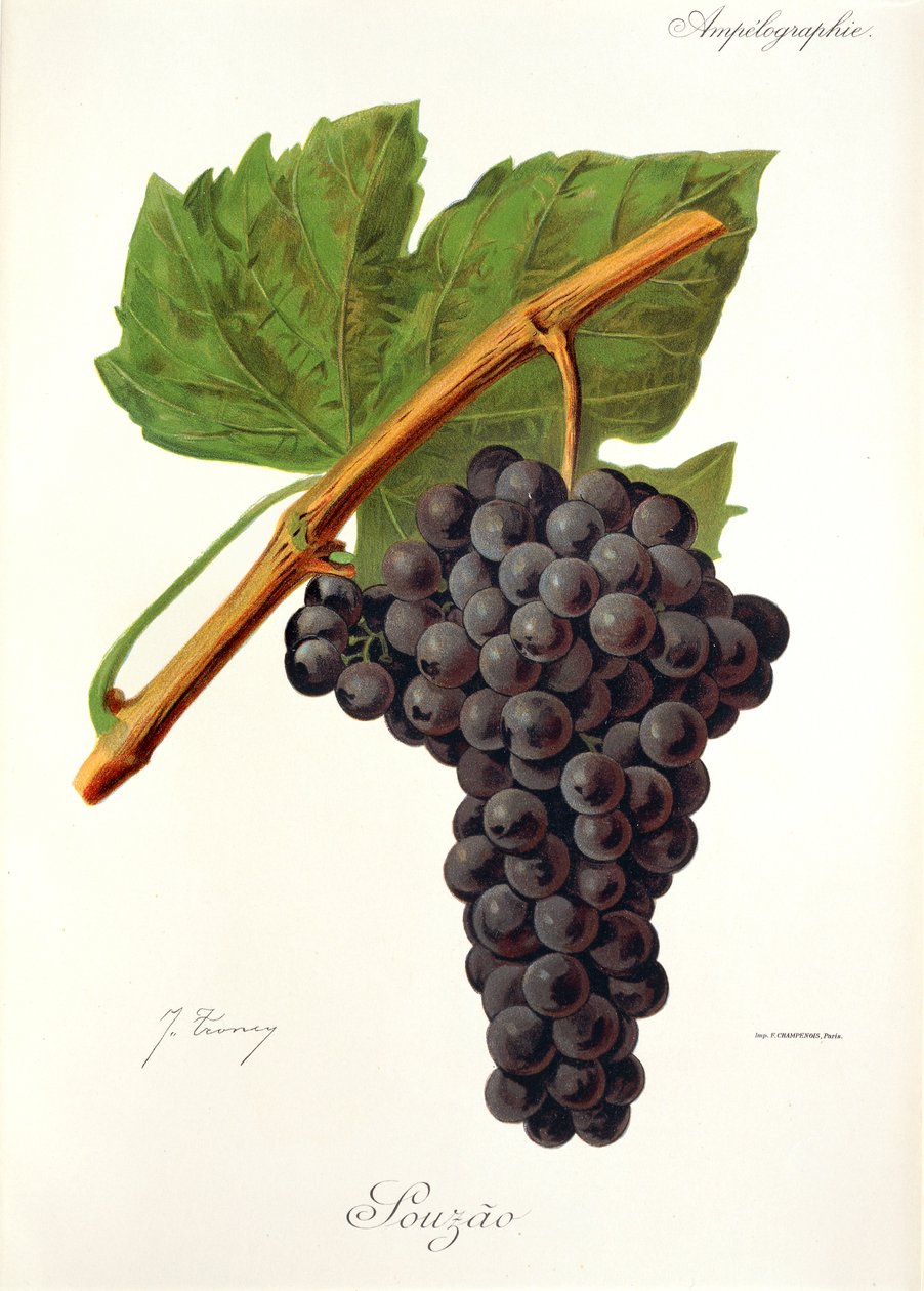 Souzao grape by Jules Troncy