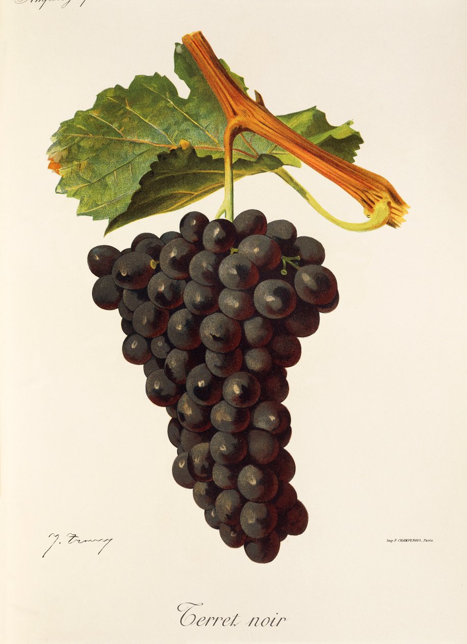 Terret Noir grape by Jules Troncy